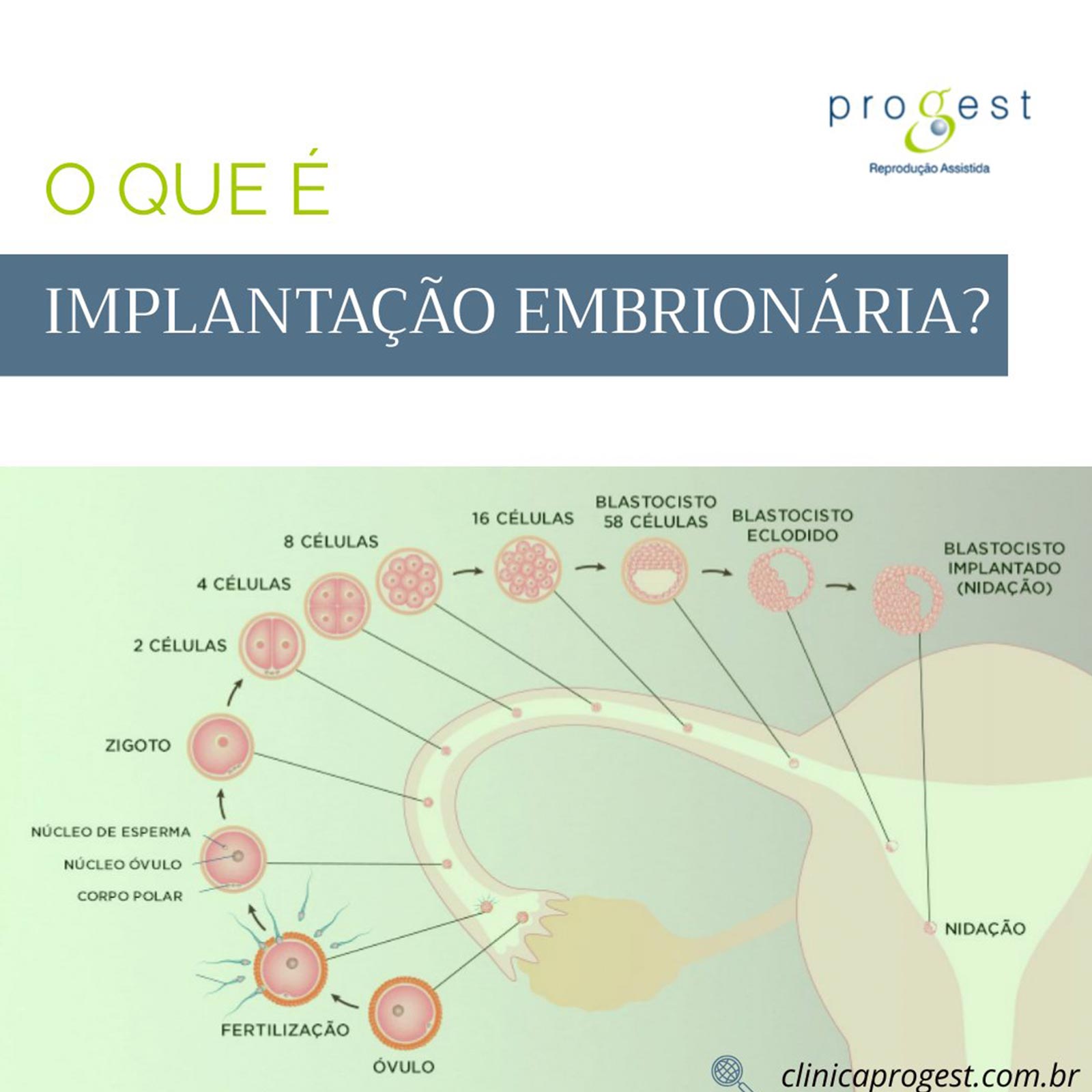 O que é a implantação embrionária? - Clínica Progest Reprodução Assistida